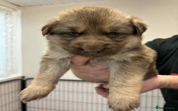 German Shepherd dogs for sale: 8 Beautiful German Shepherd kc reg pups - Image 10