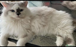 Mixed Breed cats for sale: Pedigree Maine coon X Pedigree ragdoll kittens   - Advert 8