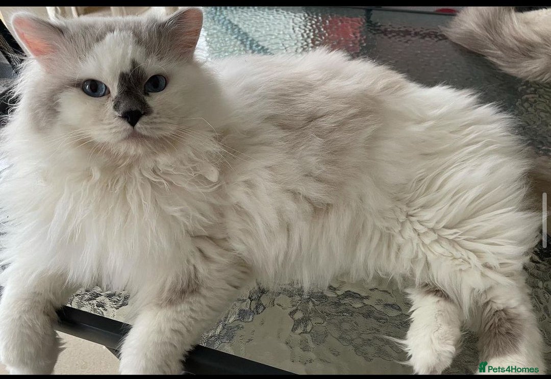 Mixed Breed cats for sale: Pedigree Maine coon X Pedigree ragdoll kittens   - Advert 8