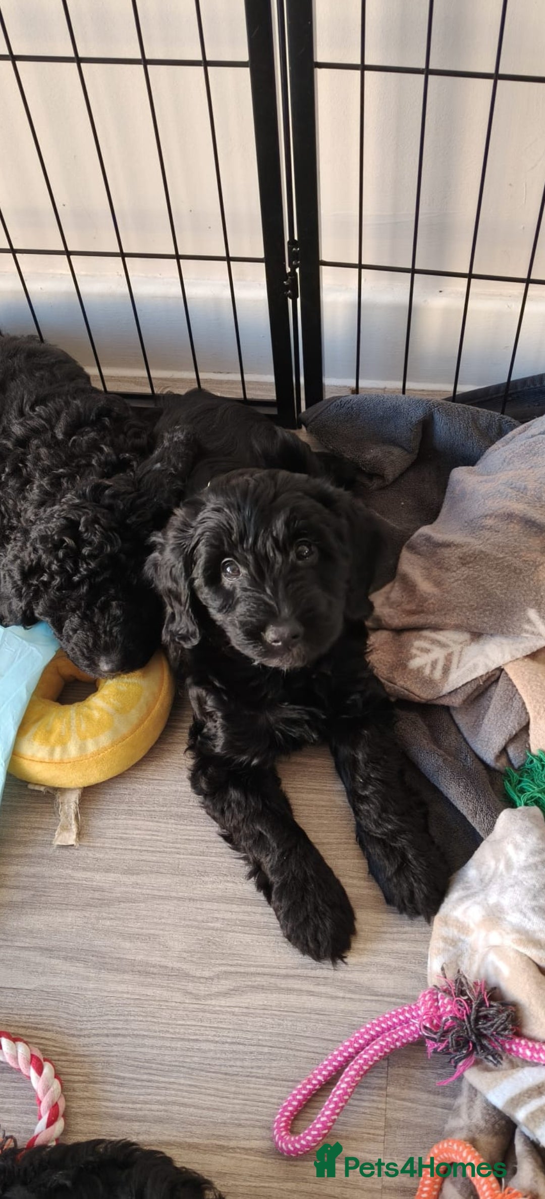 Cockapoo dogs for sale: F1b Cockapoo Puppies Last 3 Available – Ready Now. - Advert 10