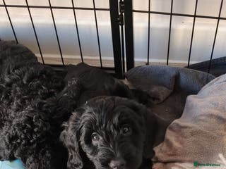 Cockapoo dogs F1b Cockapoo Puppies. Ready to leave in 1-2 weeks. - Advert 8