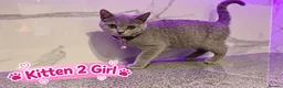 British Shorthair cats for sale: 🐾 Beautiful British Blue Kittens Available! 🐾💙 - Advert 20