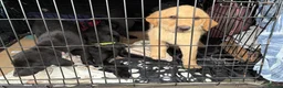 Labrador Retriever dogs for sale: Mixed litter black and blonde Labrador puppies  - Advert 6