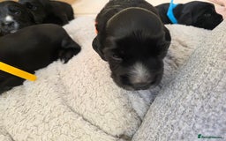 Cocker Spaniel dogs for sale: Working cocker Spaniel puppies KC registered  - Image 8
