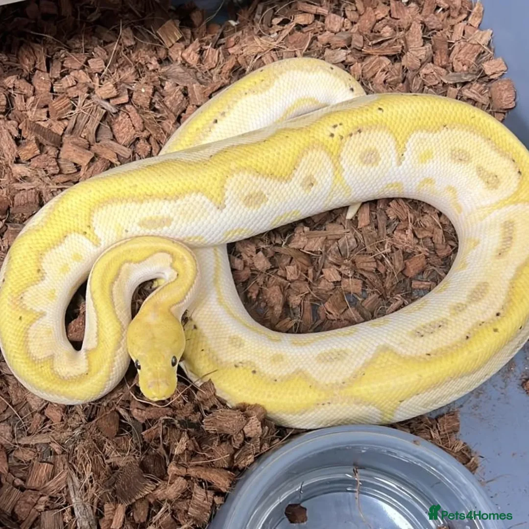 Python Snake reptiles for sale: Range of Royal Pythons - Advert 1