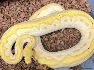 Python Snake reptiles Range of Royal Pythons - Advert 4