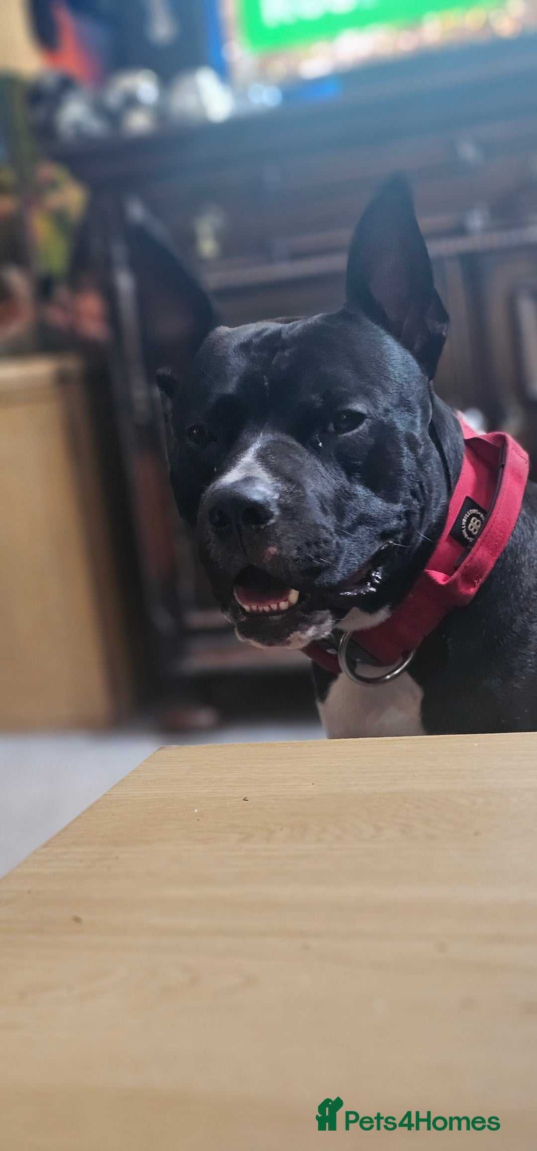 Mixed Breed dogs for stud: Dog for stud. American bully x cane corso - Advert 5