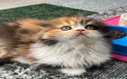 Scottish Fold cats for sale: TICA registered Scottish Fold Girl - Image 4