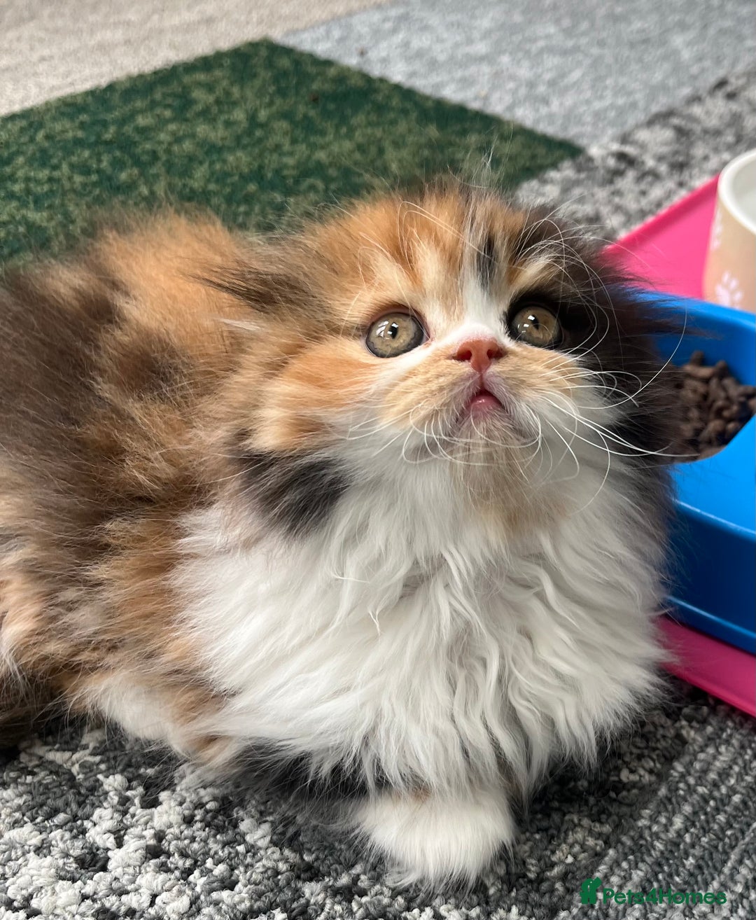 Scottish Fold cats for sale: TICA registered Scottish Fold Girl - Image 4
