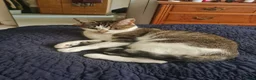 Mixed Breed cats for sale: Cat lover needed, new home for Brie in Ferryhill - Advert 2