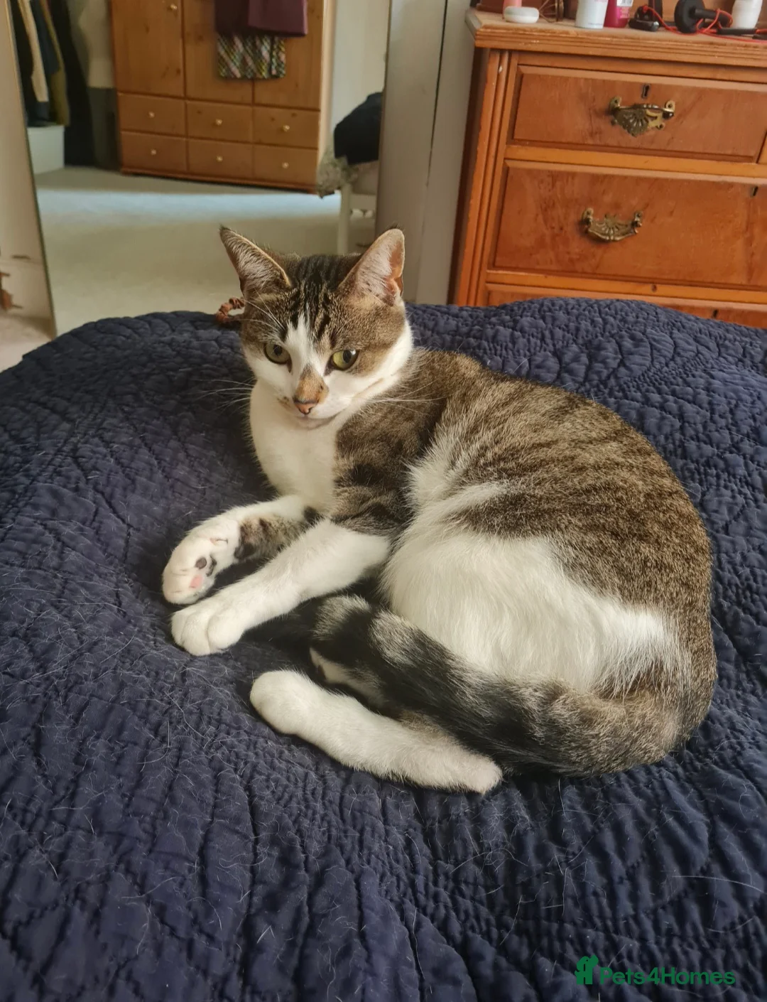 Mixed Breed cats for sale: Cat lover needed, new home for Brie in Ferryhill - Advert 2