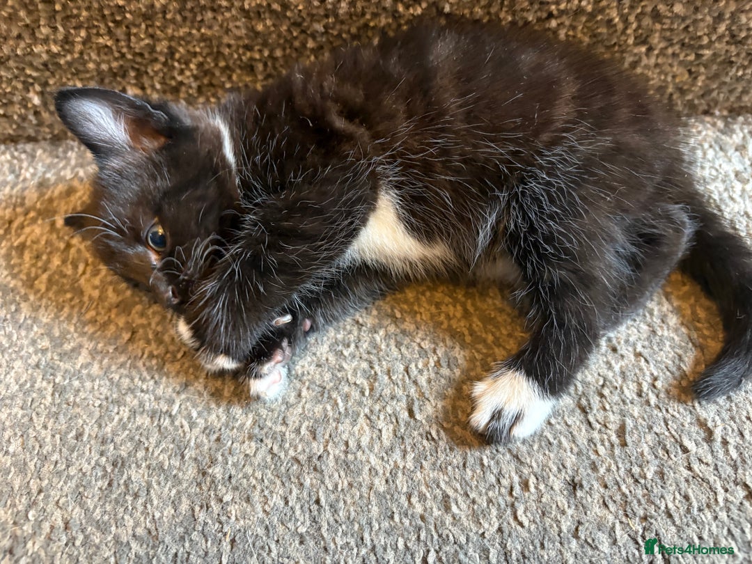 Mixed Breed cats for sale: 2 gorgeous kittens - Image 13