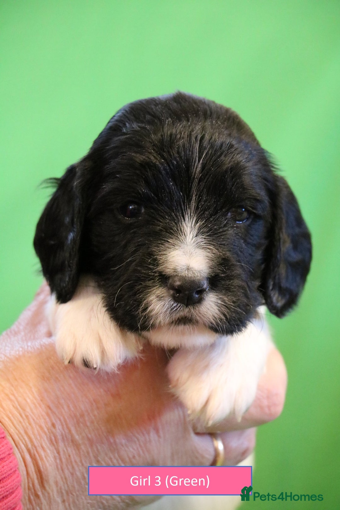 English Springer Spaniel dogs for sale: Health Tested English Springer Spaniel Puppies - Advert 6