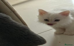 Maine Coon cats for sale: 	Rare Polydactyl Kittens + 1 Blue-Eyed Beauty - Image 7