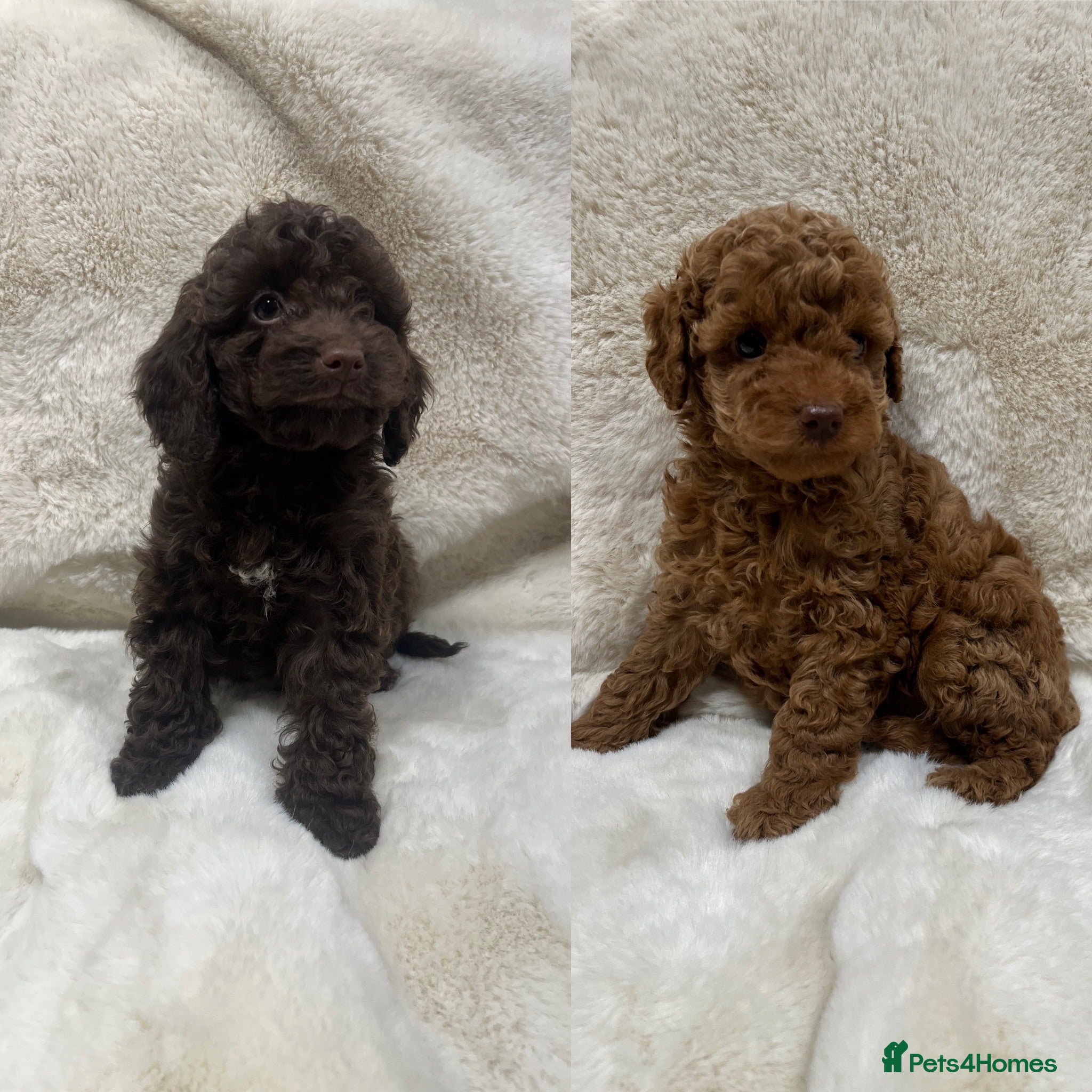 Cavapoochon dogs CAVAPOOCHON PUPPY GIRL/BOY HEALTH TESTED - Advert 1