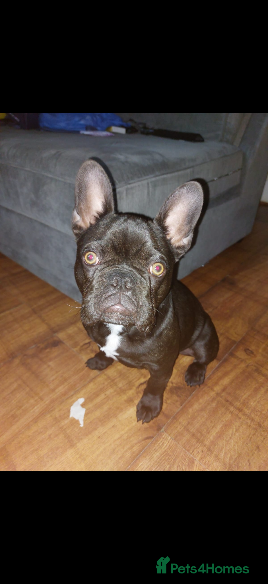 French Bulldog dogs KC Registered Male French BullDog - Advert 4