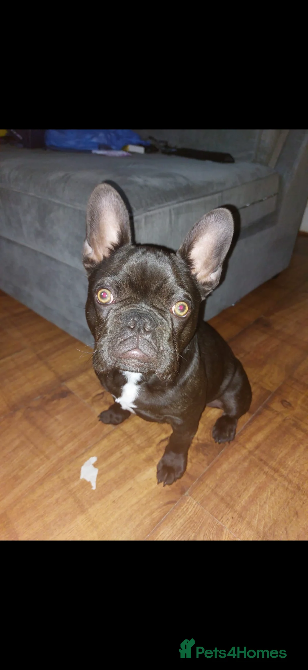 French Bulldog dogs for sale: KC Registered Male French BullDog - Advert 1