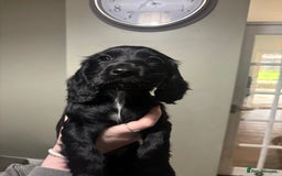 Cocker Spaniel dogs for stud: Working Cocker Spaniel FOR STUD ONLY - Image 4
