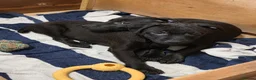 Patterdale Terrier dogs for sale: Patterdale Puppies - Females - Advert 12