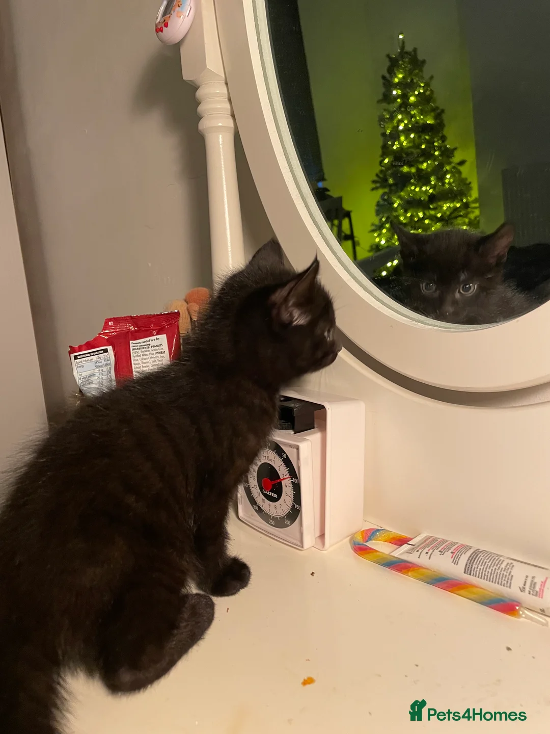 Mixed Breed cats for sale: Colourful kittens looking for home 🩷 - Advert 13