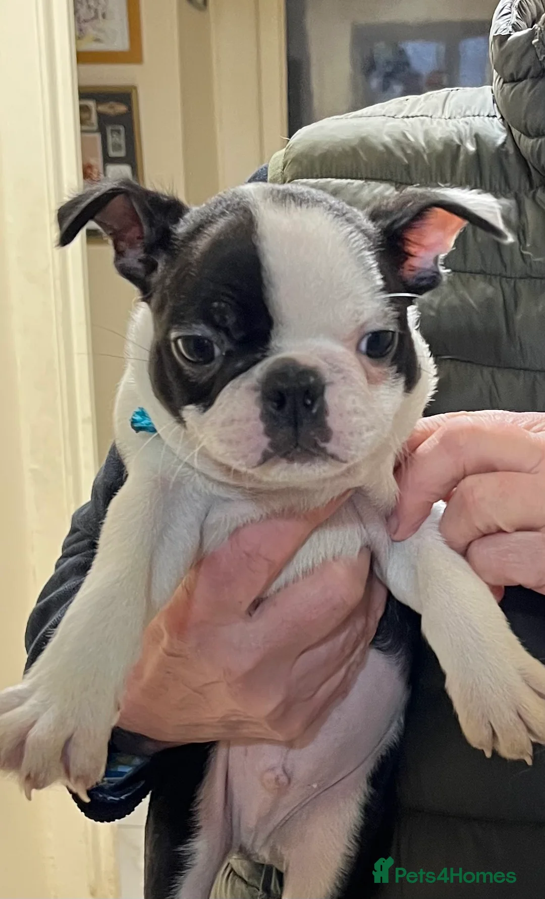 Boston Terrier dogs for sale: Boston Terrier male puppy - Advert 4