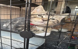 Mixed Breed cats for sale: 2 1/2 Bengal boys left  - Image 8