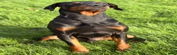 Dobermann dogs for sale: Doberman KC and health tested  - Advert 3