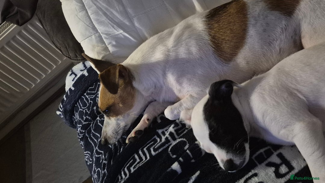 Jack Russell dogs for sale: 1 Beautiful boy Jack Russell puppy left for sale - Image 30
