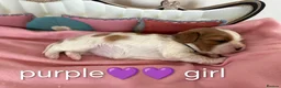 Cavalier King Charles Spaniel dogs for sale: Health Tested Cavalier King Charles  - Advert 19