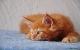 Maine Coon cats for sale: Mane Coon xxxl - Image 15