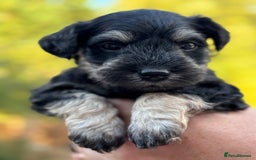 Miniature Schnauzer dogs for sale: Adorable KC registered Miniature Schnauzers - Image 17