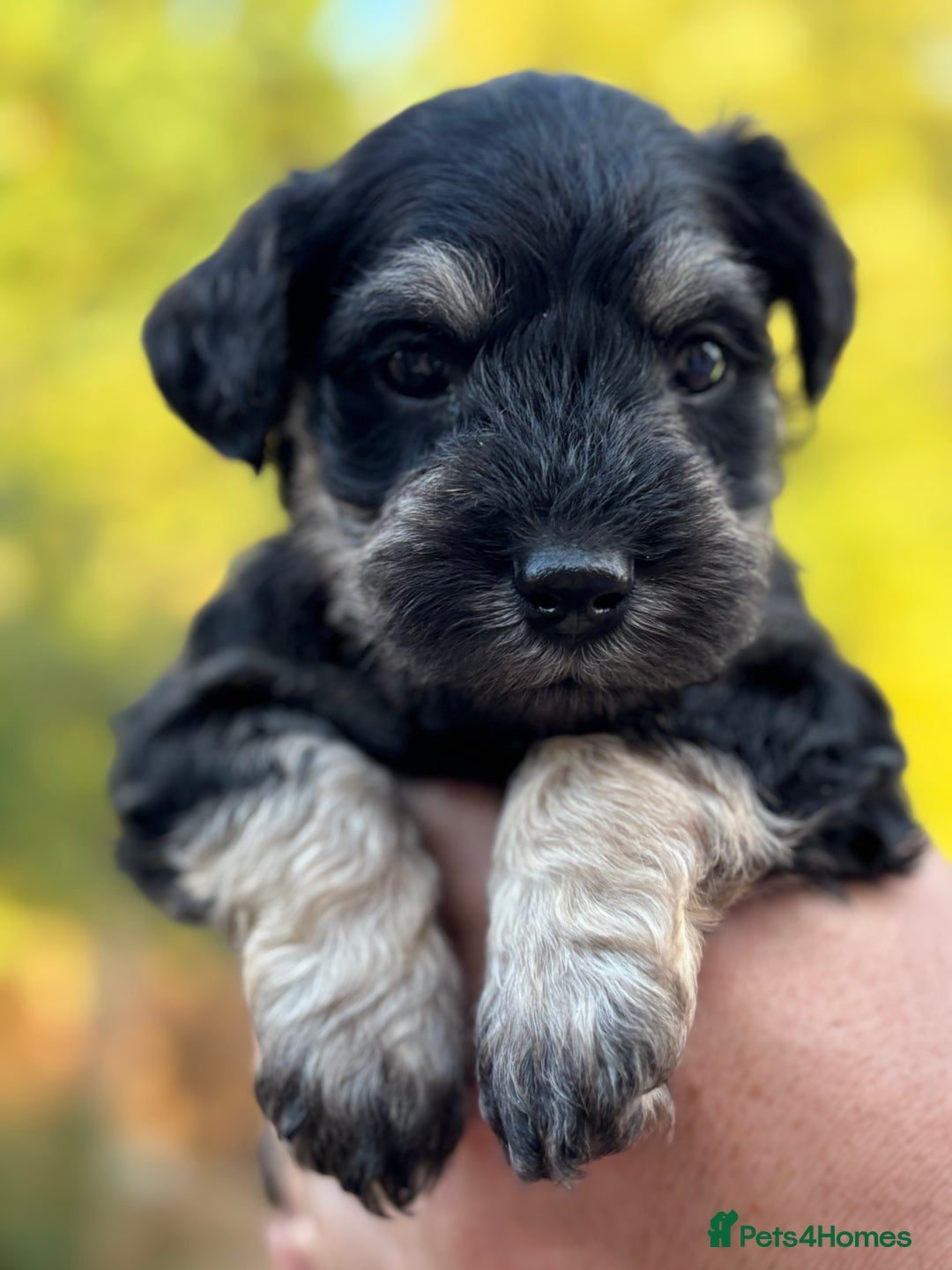 Miniature Schnauzer dogs for sale: Adorable KC registered Miniature Schnauzers - Image 17
