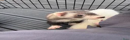 Ferret rodents for sale: Ferret kits for sale - Advert 2