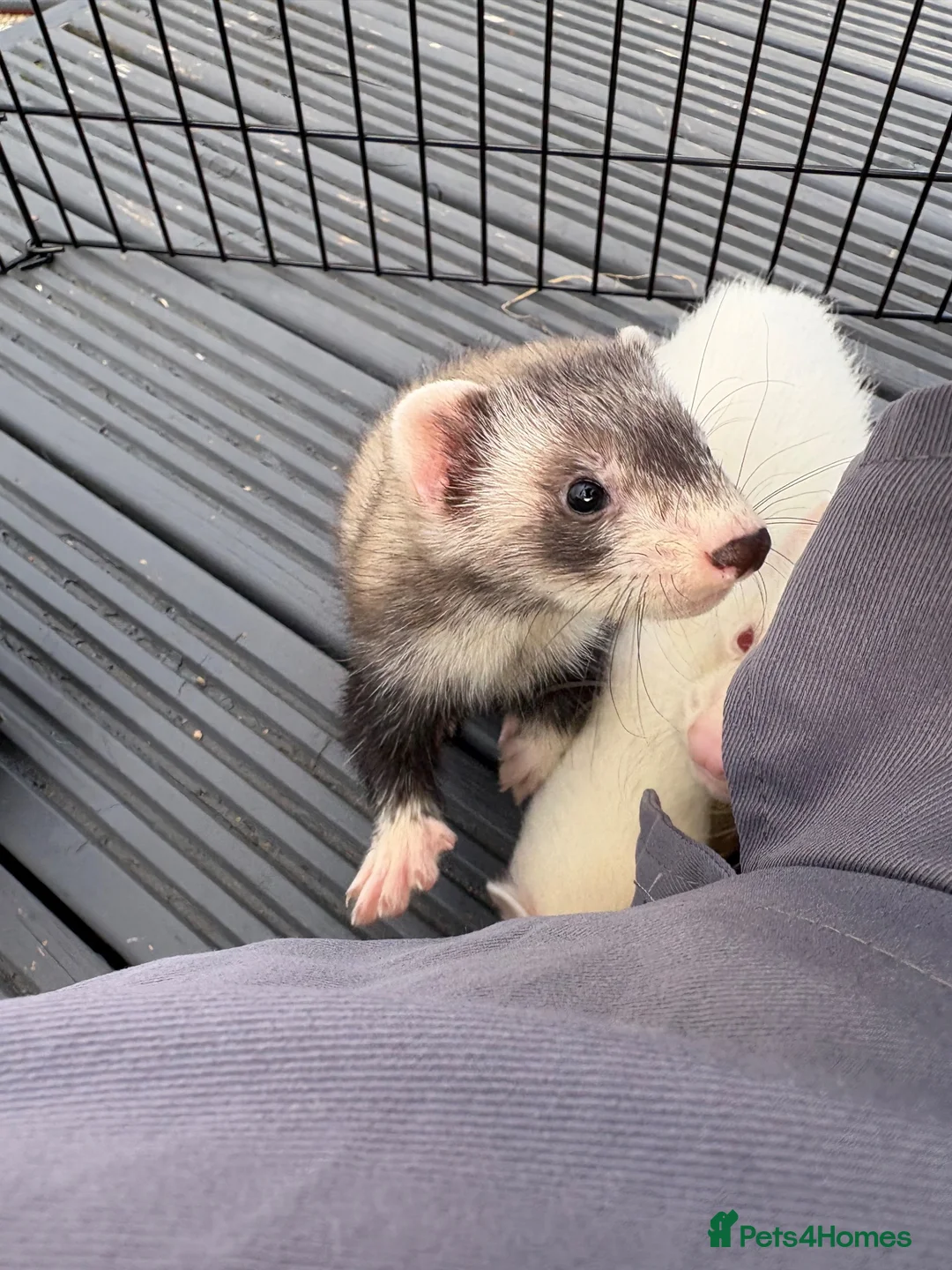 Ferret rodents for sale: Ferret kits for sale - Advert 2