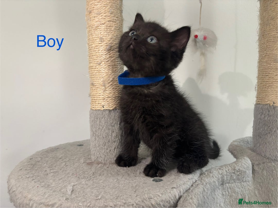 British Shorthair cats for sale: Gorgeous British Shorthair/ Ragdoll  - Image 3