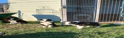 Border Collie dogs for sale: Long coated traditional border collie pups - Advert 6