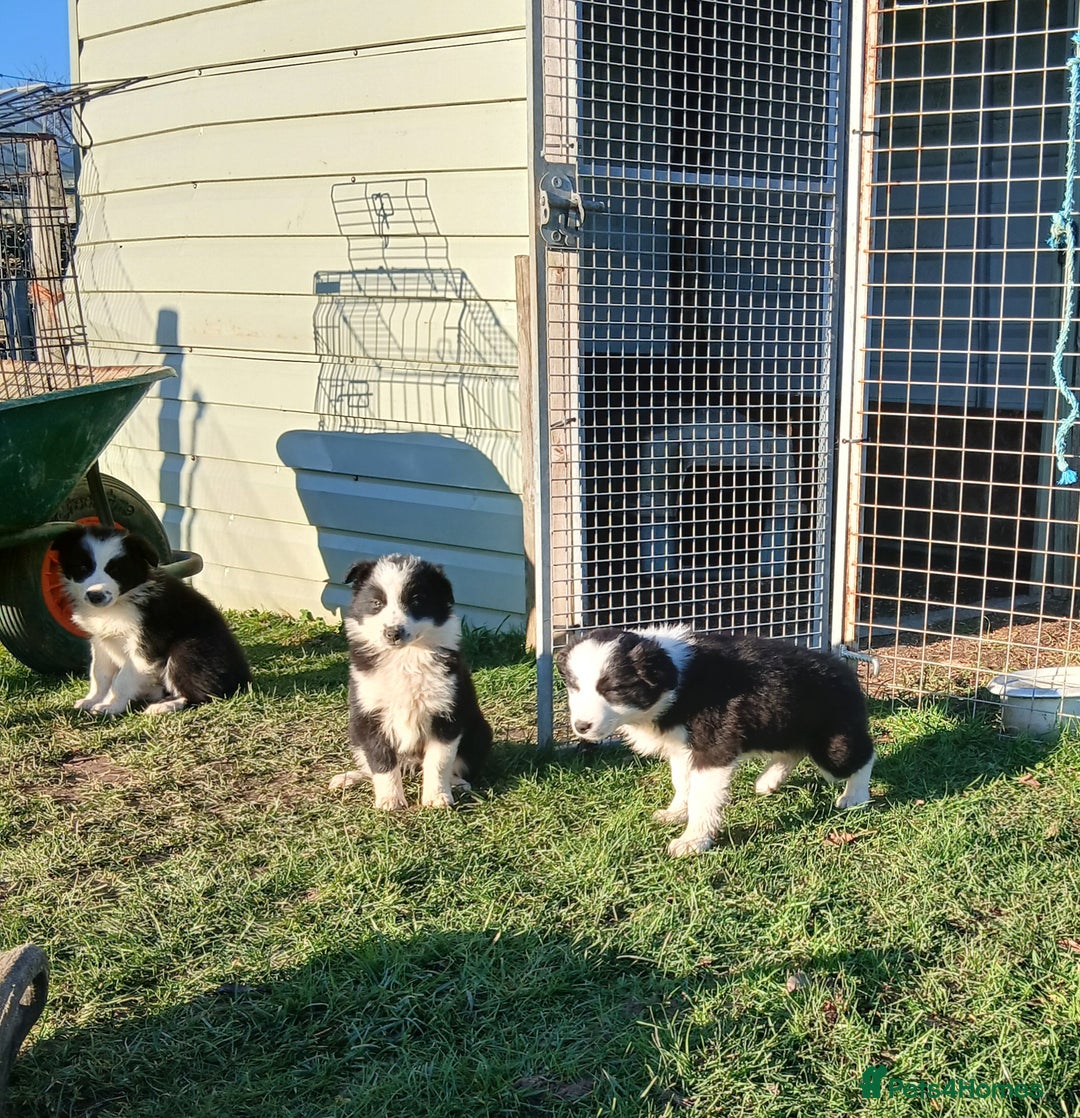 Border Collie dogs for sale: Long coated traditional border collie pups - Advert 6