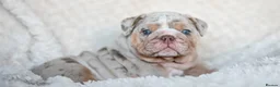 English Bulldog dogs for stud: Lilac and tan Merle carrying curly  - Advert 7