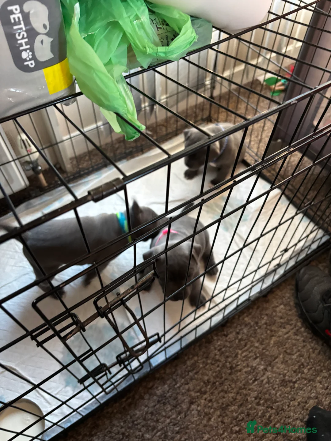 Staffordshire Bull Terrier dogs for sale: Staffy pups  - Advert 16