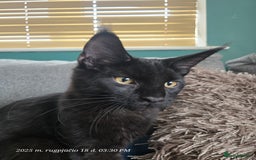 Maine Coon cats for sale: Very good price - Image 1