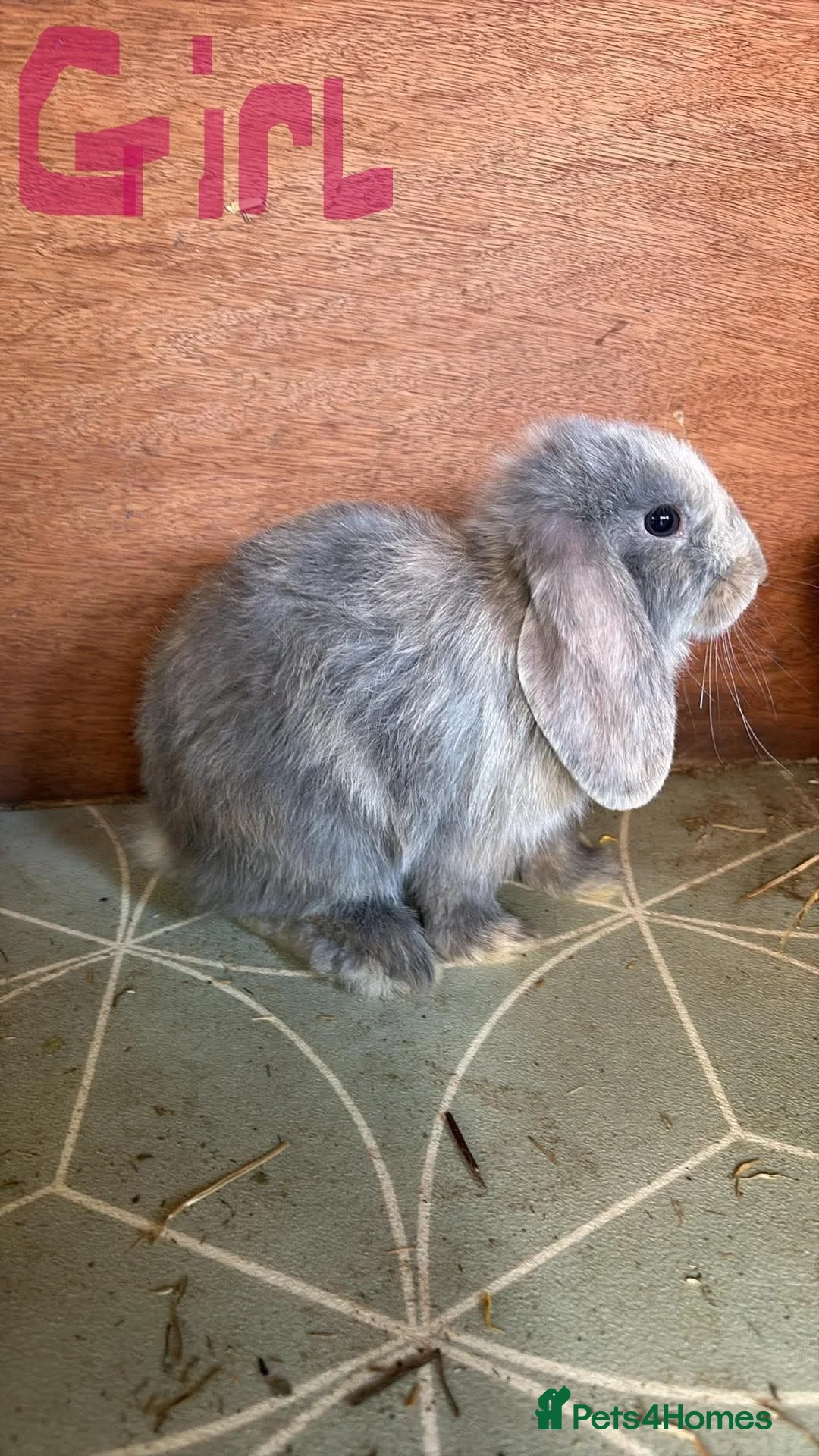 Mini Lop rabbits for sale: Mini Lops  in Nottingham - Advert 2