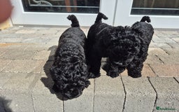 Kerry Blue Terrier dogs for sale: Kerry blue pups in Dungannon - Image 5