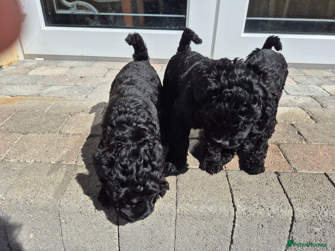 Kerry Blue Terrier dogs for sale: Kerry blue pups in Dungannon - Image 5