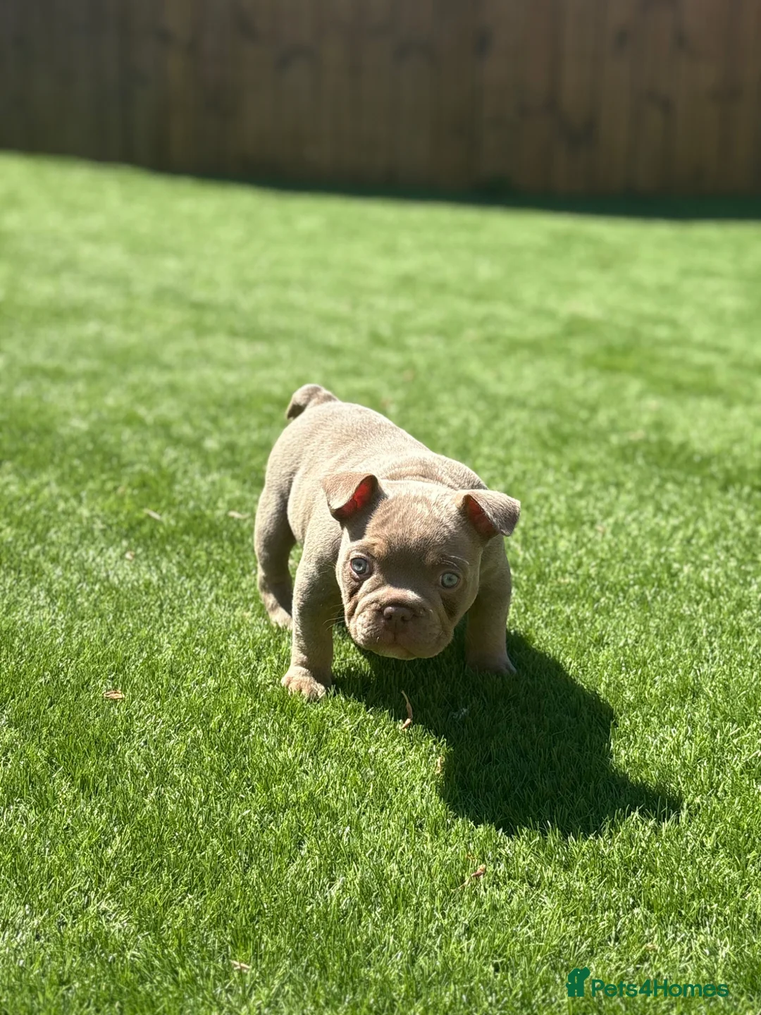 American Bully dogs for sale: Micro exotic female in New Milton - Advert 2