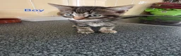Mixed Breed cats for sale: Kittens looking for their forever homes - Advert 6
