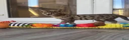 Savannah cats for sale: 🐆Worlds Best Pedigree F2 & F3 Savannah Kittens 🐆 - Advert 9