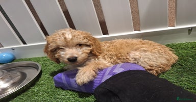 Cockapoo dogs - Advert 4