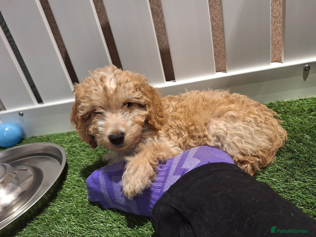 Cockapoo dogs for sale: 🐾STUNNING F1 COCKERPOOS HEALTH TESTED PARENTS 🐾 - Image 2