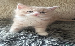 Maine Coon cats for sale: TICA registered pedigree Maine Coon kittens  - Image 6