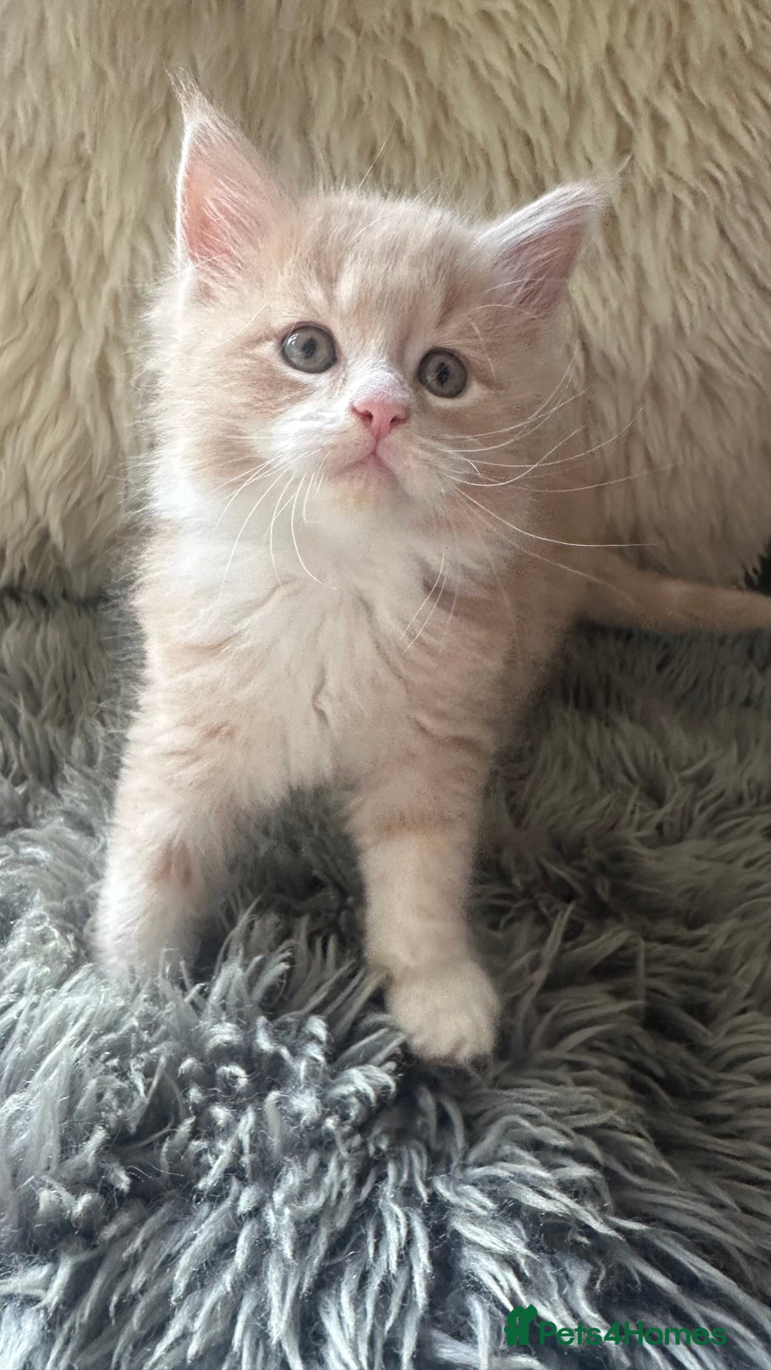 Maine Coon cats for sale: TICA registered pedigree Maine Coon kittens  - Image 6
